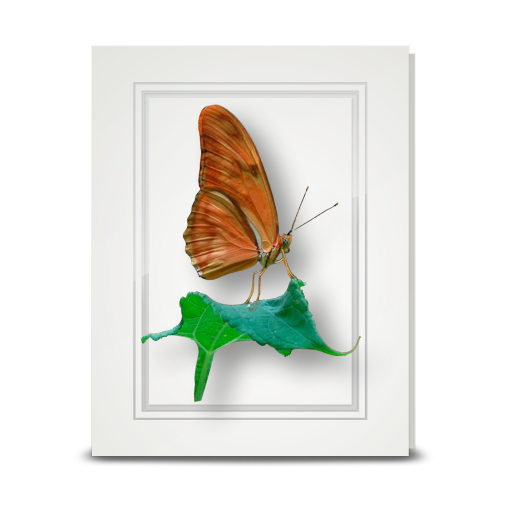 Julia Butterfly - folded card