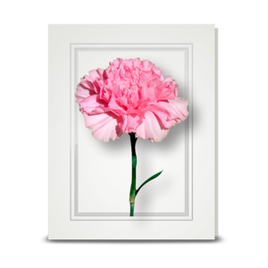 Carnation, Pink - folded card