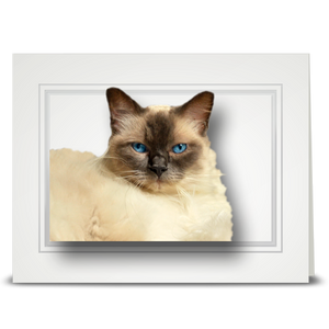 Ragdoll Cat, Elsie - folded card
