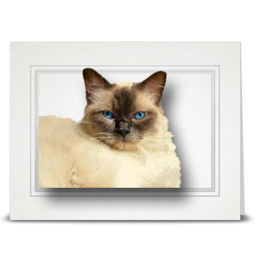 Ragdoll Cat, Elsie - folded card