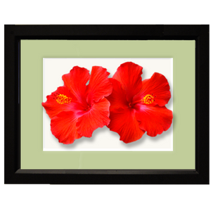 Hibiscus, double red - framed