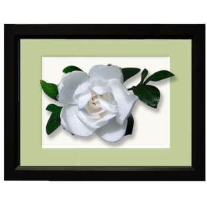 Gardenia - framed
