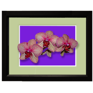 Orchid, veined - framed
