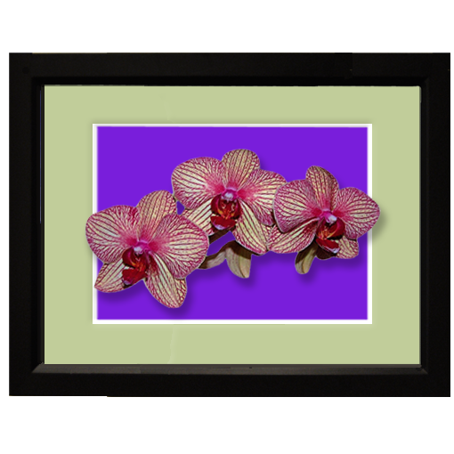 Orchid, veined - framed
