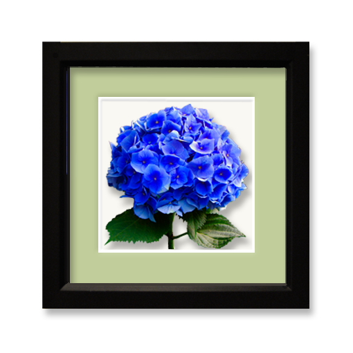 Hydrangea, blue - framed