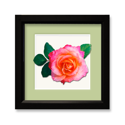 Rose, peach to pink - framed