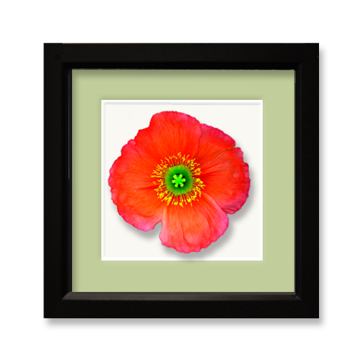 Poppy, topview - framed