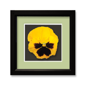 Pansy, yellow - framed