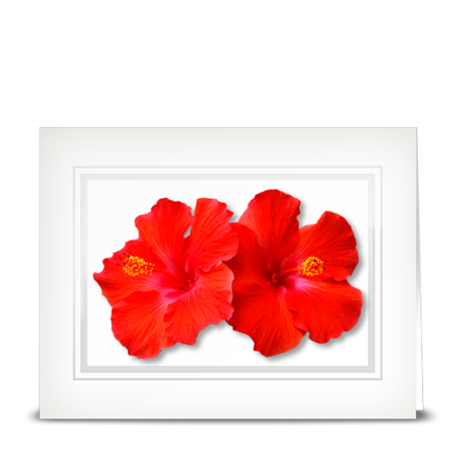 Hibiscus, double red - folded card