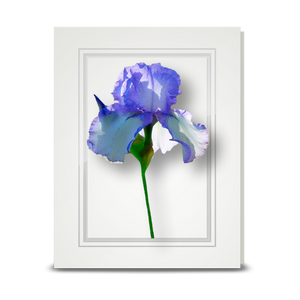 Iris, Back-lit - folded card