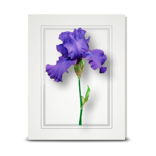 Iris, Purple - folded card