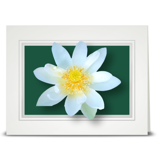 Lotus, White - folded card