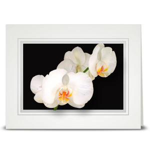 Orchid, white - folded card