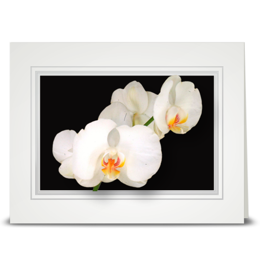 Orchid, white - folded card