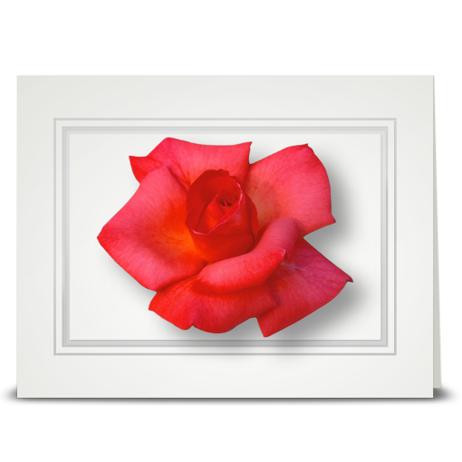 Rose, new pink - folded card