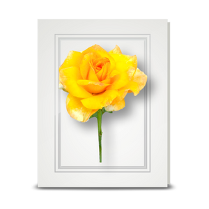 Rose, Yellow - folded card