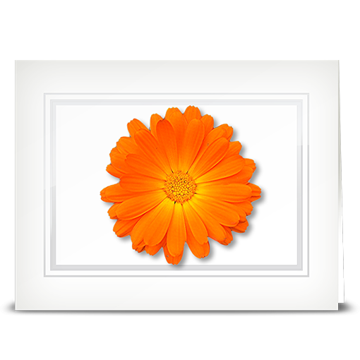 Daisy, Orange - folded card