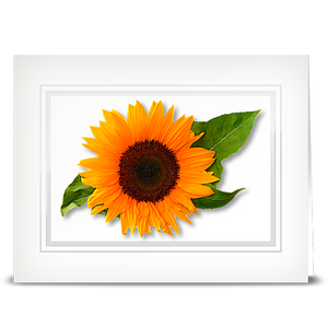 Sunflower, swiss - folded card