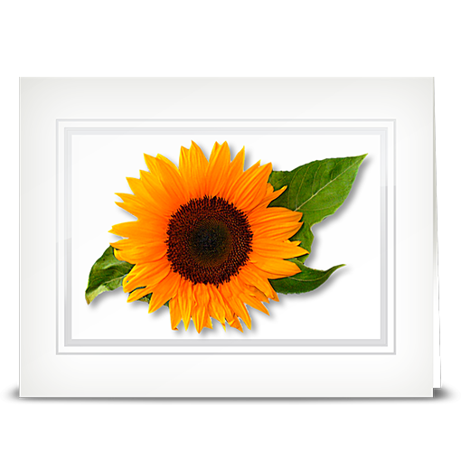 Sunflower, swiss - folded card