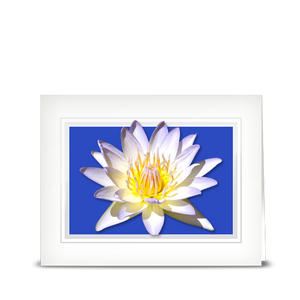 Water Lily Cream - folded card