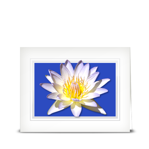 Water Lily Cream - folded card