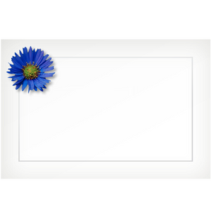 Aster, blue - flat cards (box of 10)