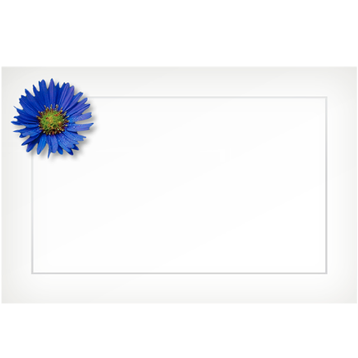 Aster, blue - flat cards (box of 10)