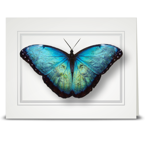 Morpho Butterfly, blue - folded card
