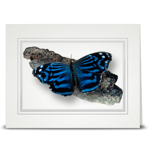 Mexican Blue Wing Butterfly - folded card