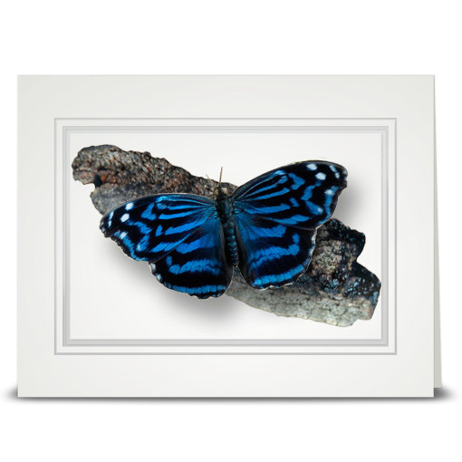 Mexican Blue Wing Butterfly - folded card