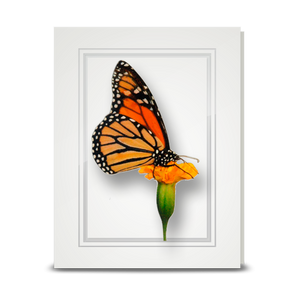 Monarch Butterfly - folded card