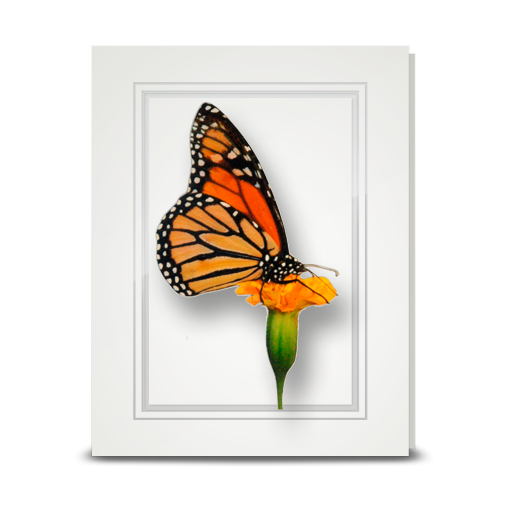Monarch Butterfly - folded card
