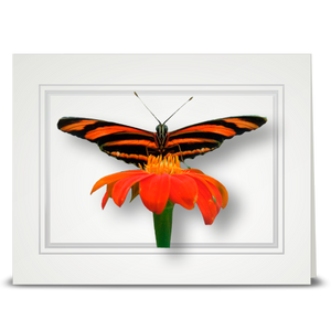 Orange Banded Butterfly - folded card