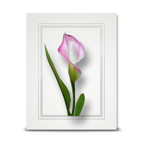 Lily, Pink Calla - folded card