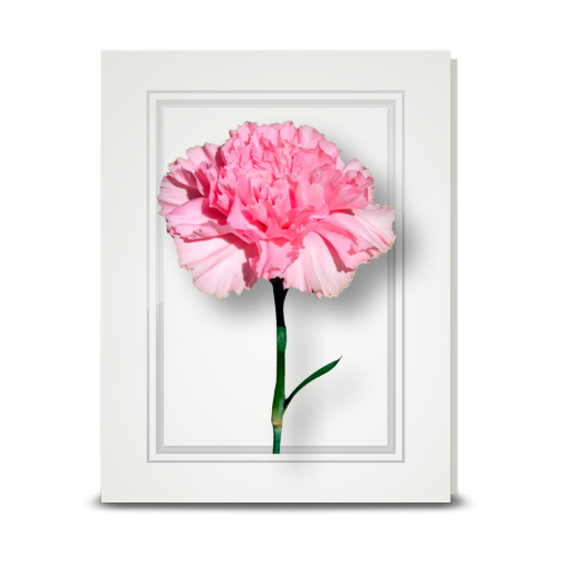 Carnation, Pink - folded card