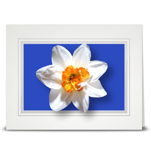 Daffodil, white - folded card