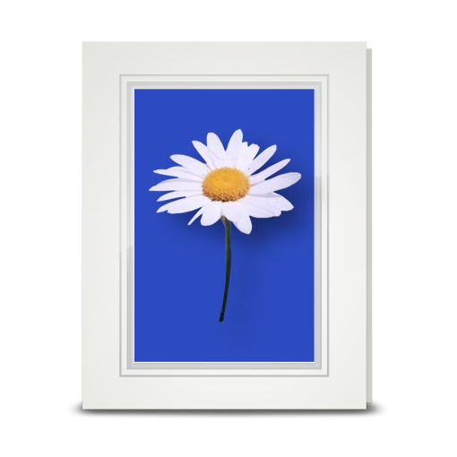 Daisy, White - folded card
