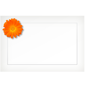Daisy, orange - flat cards (box of 10)