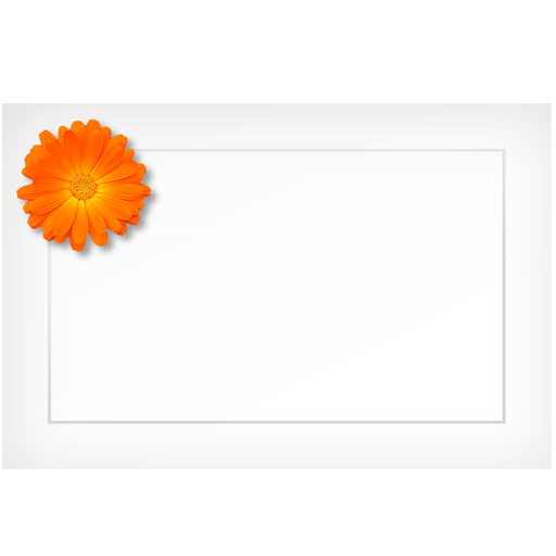 Daisy, orange - flat cards (box of 10)
