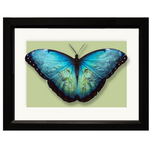 Butterfly, Blue Morpho - framed
