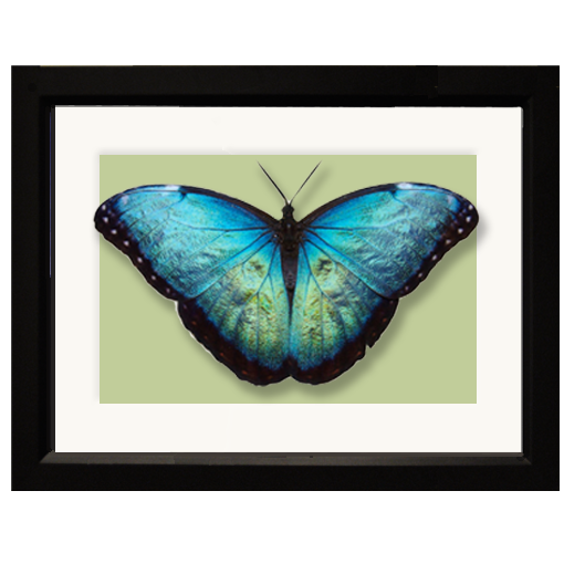 Butterfly, Blue Morpho - framed