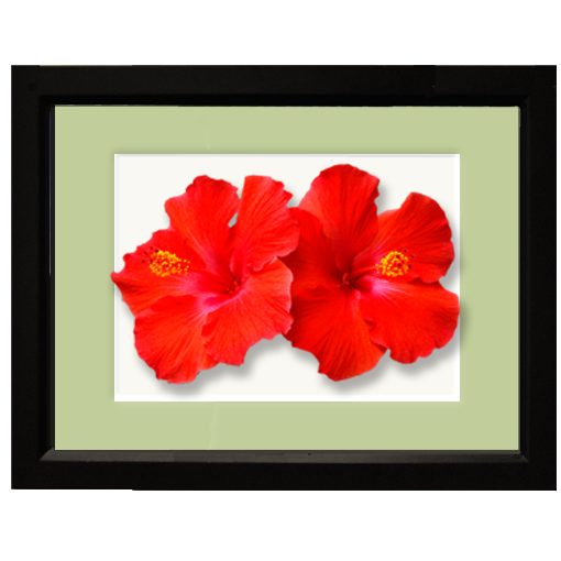 Hibiscus, double red - framed