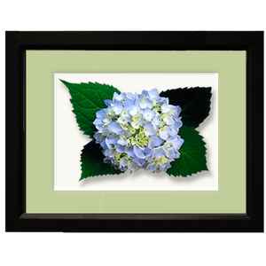 Hydrangea, light blue - framed