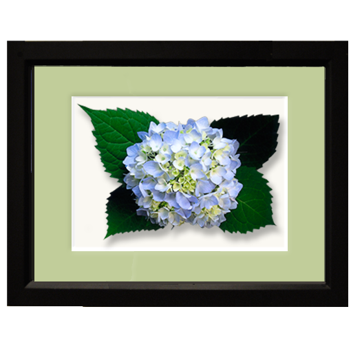 Hydrangea, light blue - framed