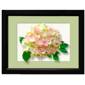 Hydrangea, pink - framed