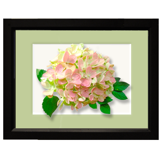 Hydrangea, pink - framed