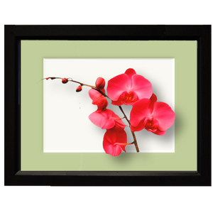 Orchid, pink - framed
