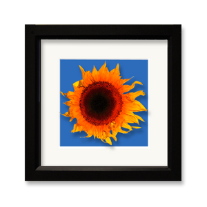 Sunflower, blowing - framed