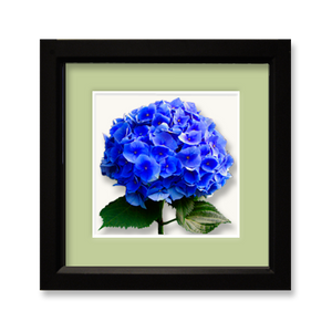 Hydrangea, blue - framed