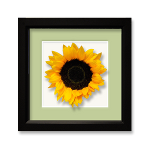 Sunflower, double petal - framed